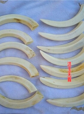 原生态二代养殖野猪牙齿弧长吊坠挂件加工车挂野猪牙把玩饰品