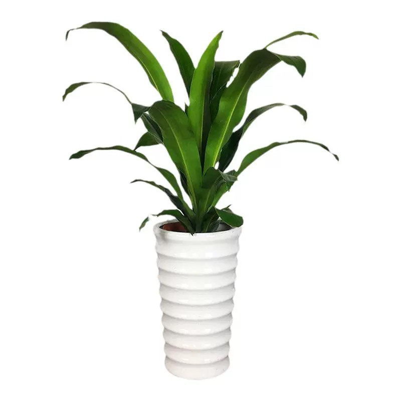 青叶也门铁绿植前台接待植物办公室内好养活常用盆栽花卉深圳同城,淘宝优惠券,粉丝福利购,淘宝优惠卷