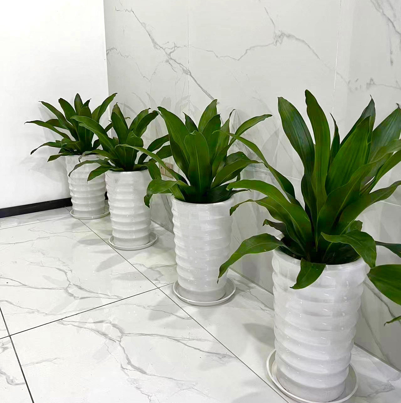 青叶也门铁绿植前台接待植物办公室内好养活常用盆栽花卉深圳同城,淘宝优惠券,粉丝福利购,淘宝优惠卷