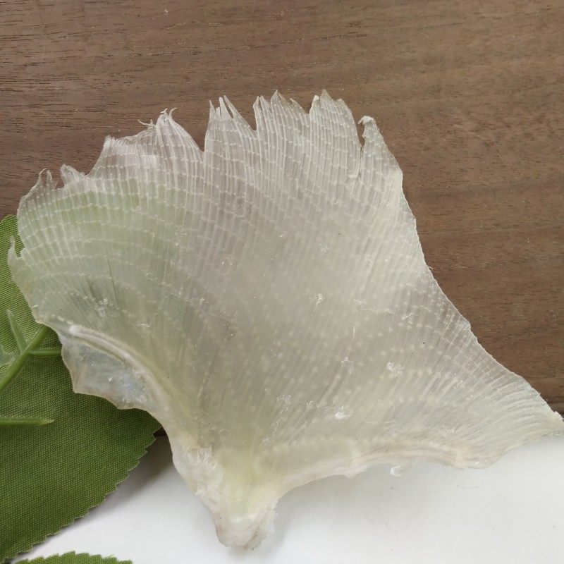 大号鳐鱼边翅天星翅浦鱼海狗翅海产干货特产无添加海鲜煲汤烤500g,淘宝优惠券,粉丝福利购,淘宝优惠卷