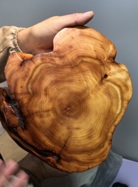 香味特别好 油性足密度大17.5斤 高31.5 特别好 太行柏