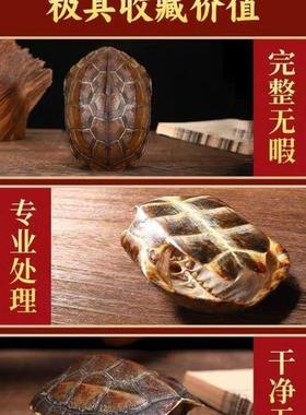 龟壳爻卦真龟壳六爻工具摇卦龟壳卦具中华草龟甲黄金龟甲富甲