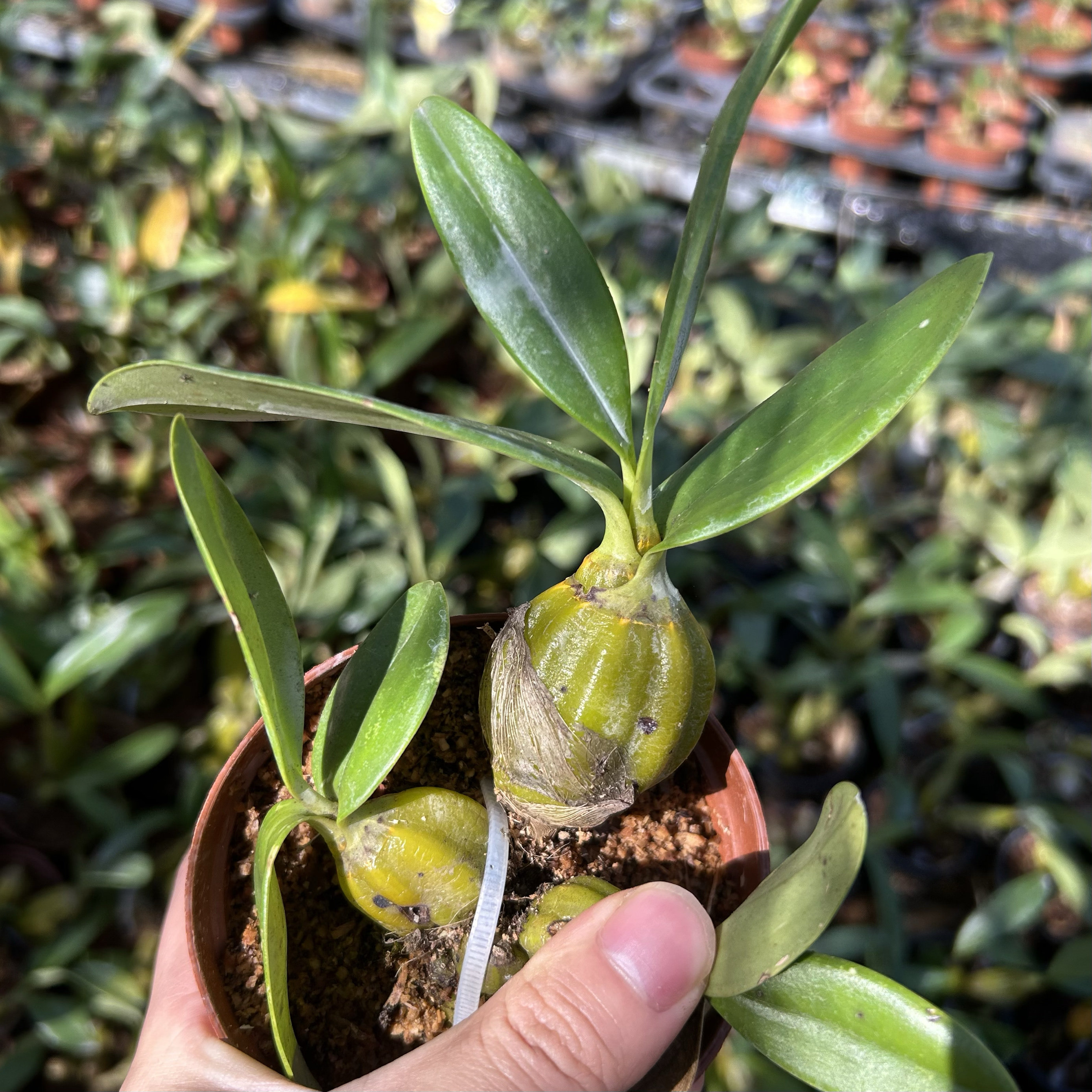 鸡蛋鼓槌石斛兰  迷你小圆鼓槌石斛吊兰花盆栽花卉植物石斛苗,淘宝优惠券,粉丝福利购,淘宝优惠卷