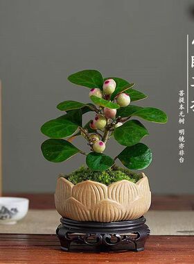 绿植带果盆栽菩提树办公室小盼
