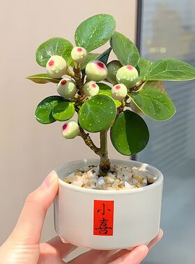 带陶瓷中式好养摆件小盼果子盆景桌面绿植盆栽菩提树菩提禅意花盆