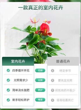 植物好养开花室内一帆风顺红掌