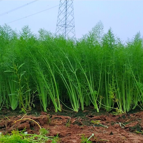 小茴香菜新鲜包邮荤香菜茴香苗大茴香菜新鲜蔬菜包饺子现割不带根 - 图0