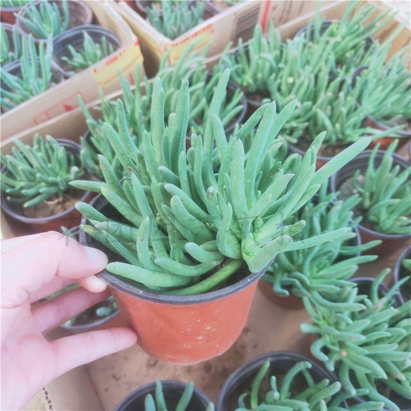 奔龙 多肉植物组合 赵波番杏科办公室内桌面盆栽 肉肉防辐射花卉,淘宝优惠券,粉丝福利购,淘宝优惠卷