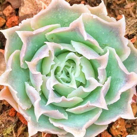 蓝丝绒拉古皱叶肉肉月影防辐射办公室盆栽多肉绿植植物花卉萌肉 - 图2