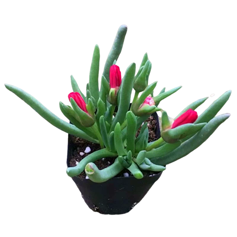 奔龙 多肉植物组合 赵波番杏科办公室内桌面盆栽 肉肉防辐射花卉,淘宝优惠券,粉丝福利购,淘宝优惠卷