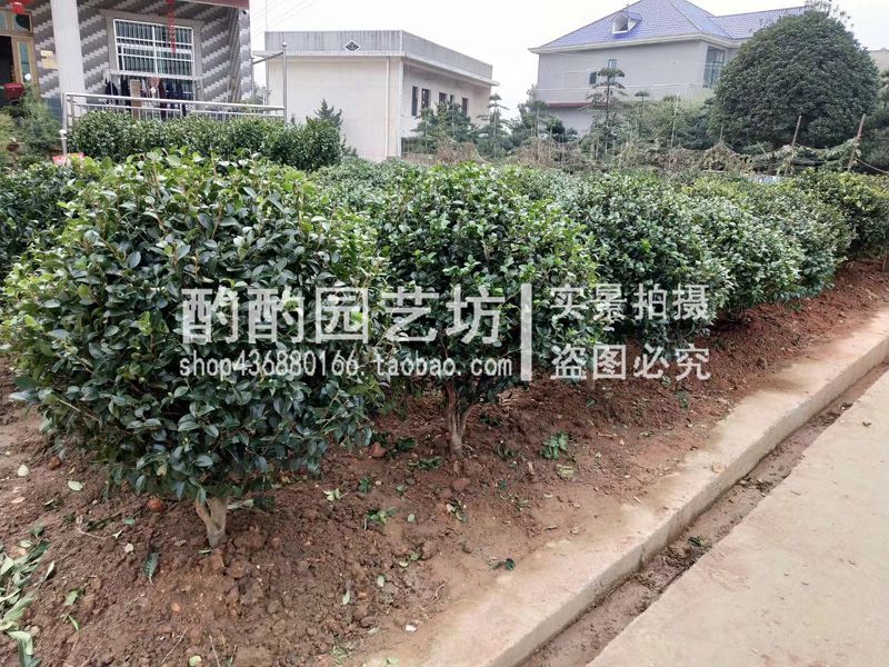 茶梅球茶梅花苗茶梅盆栽四季开花茶梅树大型庭院盆景别墅绿化树 - 图2