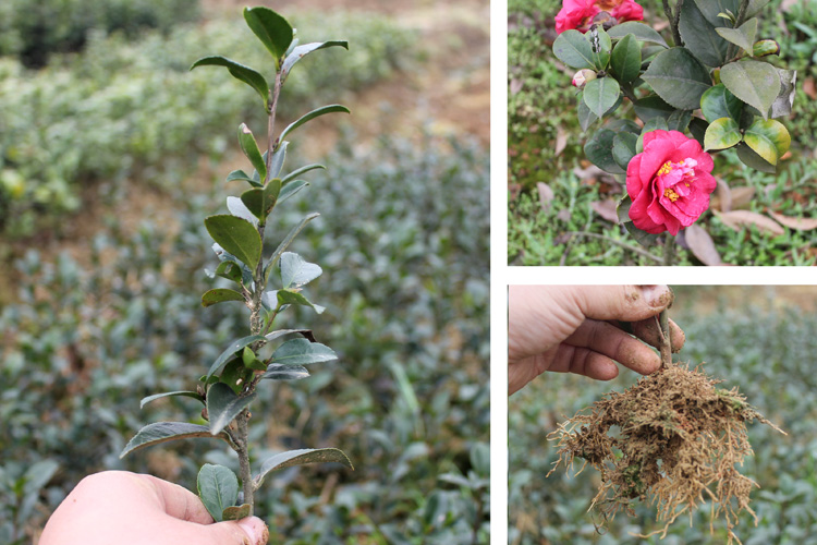 茶梅苗茶梅小苗茶梅茶花四级常绿秋冬开花红茶梅小苗盆景茶梅盆栽 - 图0