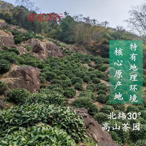 泾县兰香2026新茶汀溪大南坑村茶兰香茶正宗农家泾县高山茶选包邮 - 图2