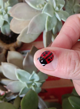 促销可爱七星小瓢虫多肉玻璃