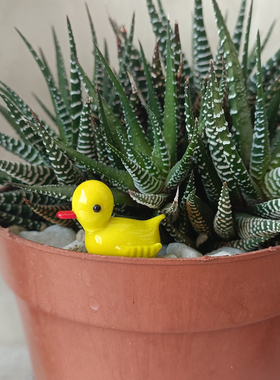 卡通玻璃造景可爱桌面，盆栽摆件