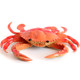 Soft rubber pinch and cry lobster teaching aid animal model