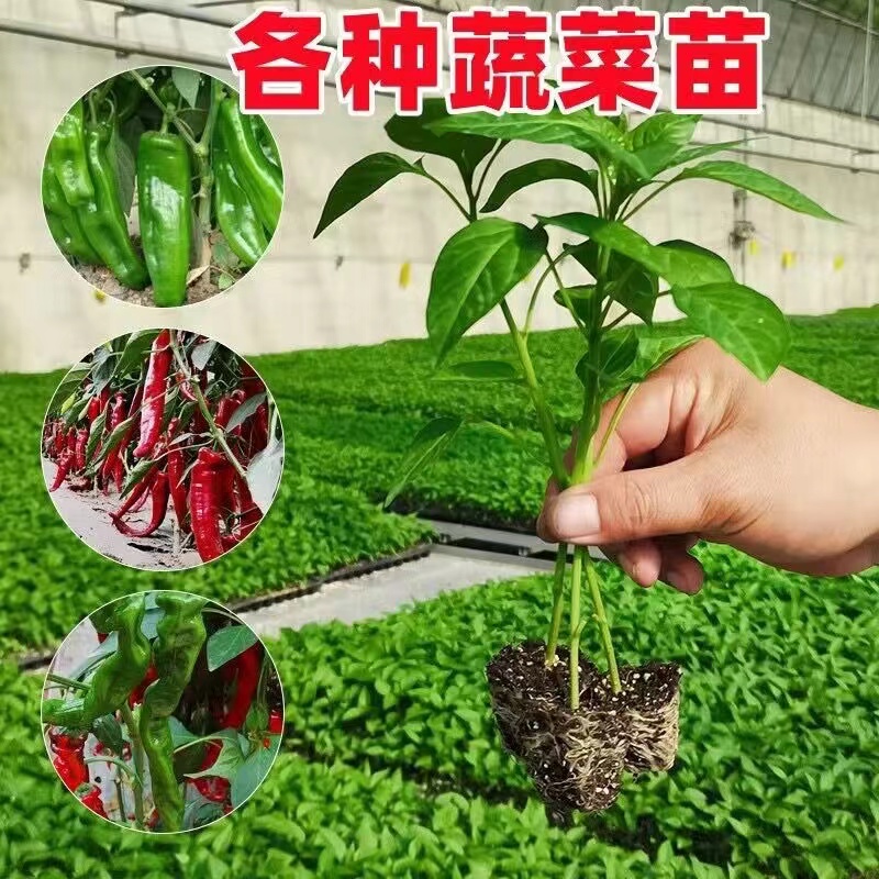 高产线椒辣椒苗长青椒尖椒二荆条薄皮南方四季各种本地土蔬菜苗秧-图0