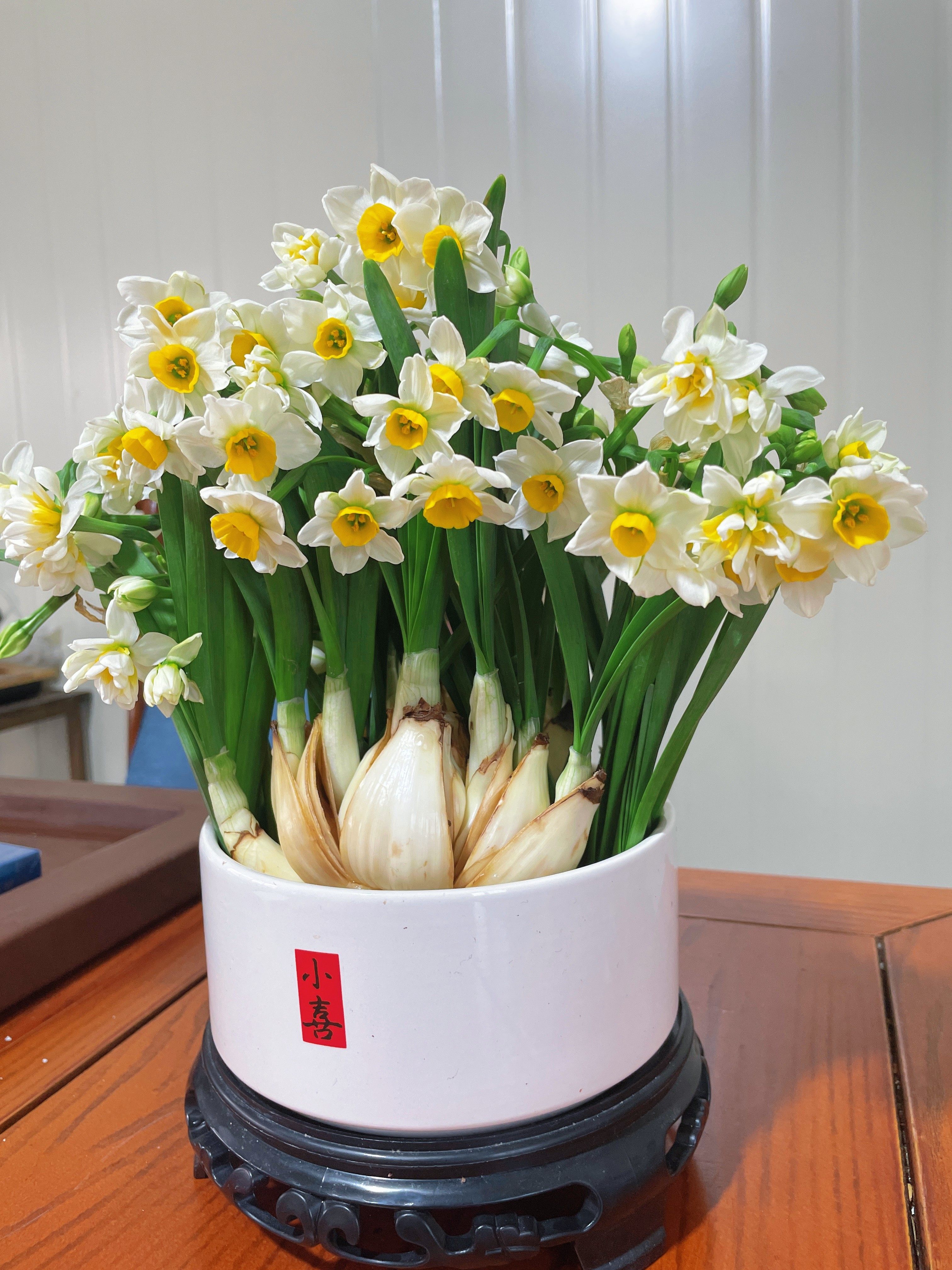 水仙花种球水培植物室内花卉盆栽水养年宵花好养易活,淘宝优惠券,粉丝福利购,淘宝优惠卷