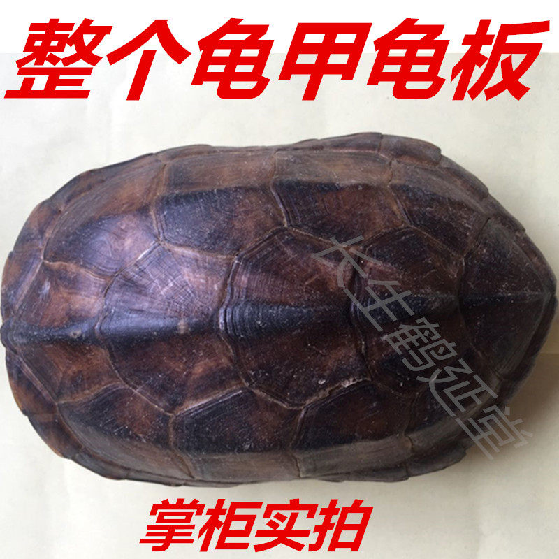 中药材整个龟甲龟板 带壳带板 草龟68元一个镇.新宅草龟板