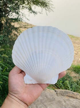 天然海螺贝壳白色幼儿园手工diy