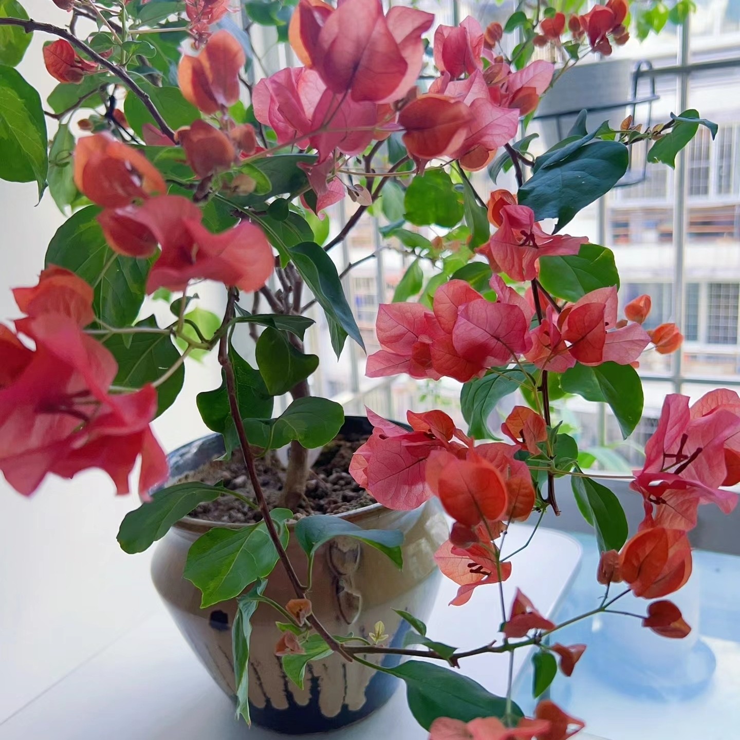 三角梅不甜西瓜苏瓦娜金心橙白粉天使波伊斯玫瑰阳台花园庭院植物,淘宝优惠券,粉丝福利购,淘宝优惠卷