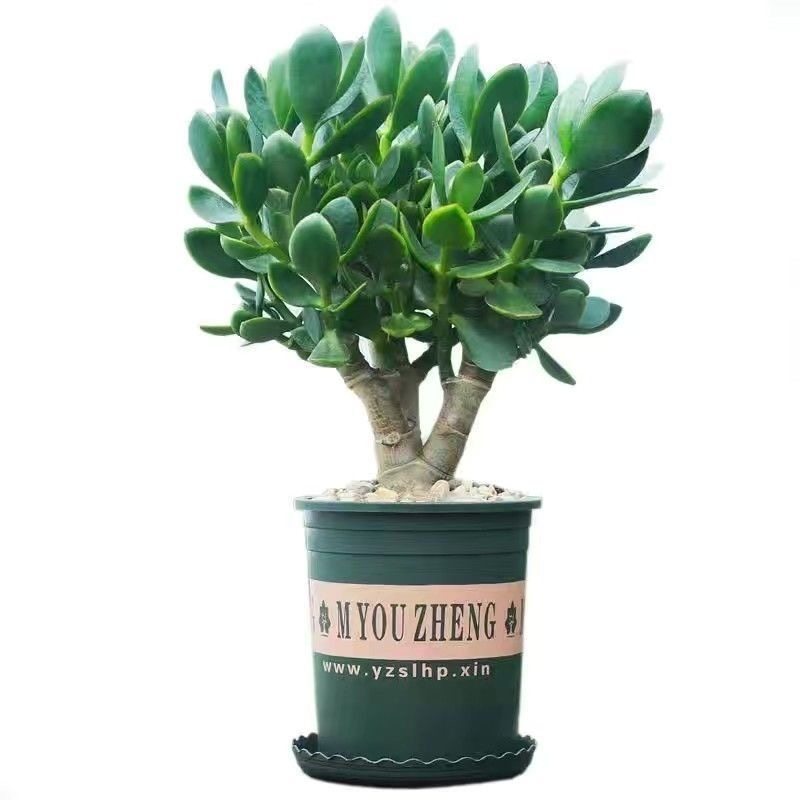 大玉树室内净化绿植花卉四季盆栽玻璃翠燕子掌多肉植物,淘宝优惠券,粉丝福利购,淘宝优惠卷