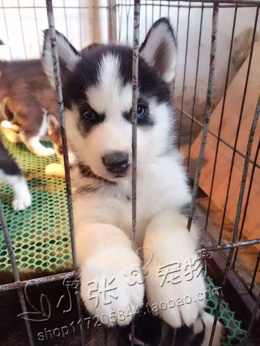 纯种哈士奇幼犬西伯利亚雪橇犬蓝眼三把火哈士奇犬疫苗齐全