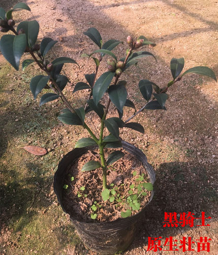 黑骑士茶花名贵高档精品花卉带花苞实物拍摄产地直销正品特价包邮 - 图1