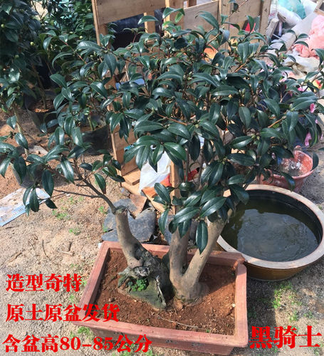 黑骑士茶花名贵高档精品花卉带花苞实物拍摄产地直销正品特价包邮 - 图2