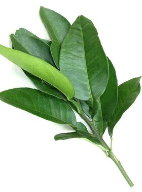 新鲜柚子叶乔迁祝福洒净吉祥实用