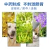 贝斯 宠 猫猫 hắt hơi sổ mũi ho nghẹt mũi chó con uống thuốc dạng lỏng - Cat / Dog Medical Supplies