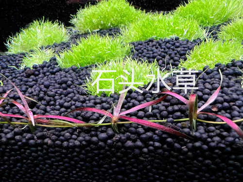 红针叶皇冠宽叶针叶皇冠稀有水草前景红草ada水草造景迷你小水兰 - 图2