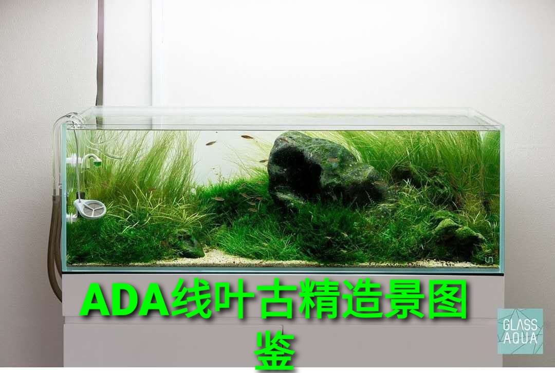 ada线叶古精细叶水兰大水兰无需二氧化碳ada水草懒人阴性飘逸水草 - 图2