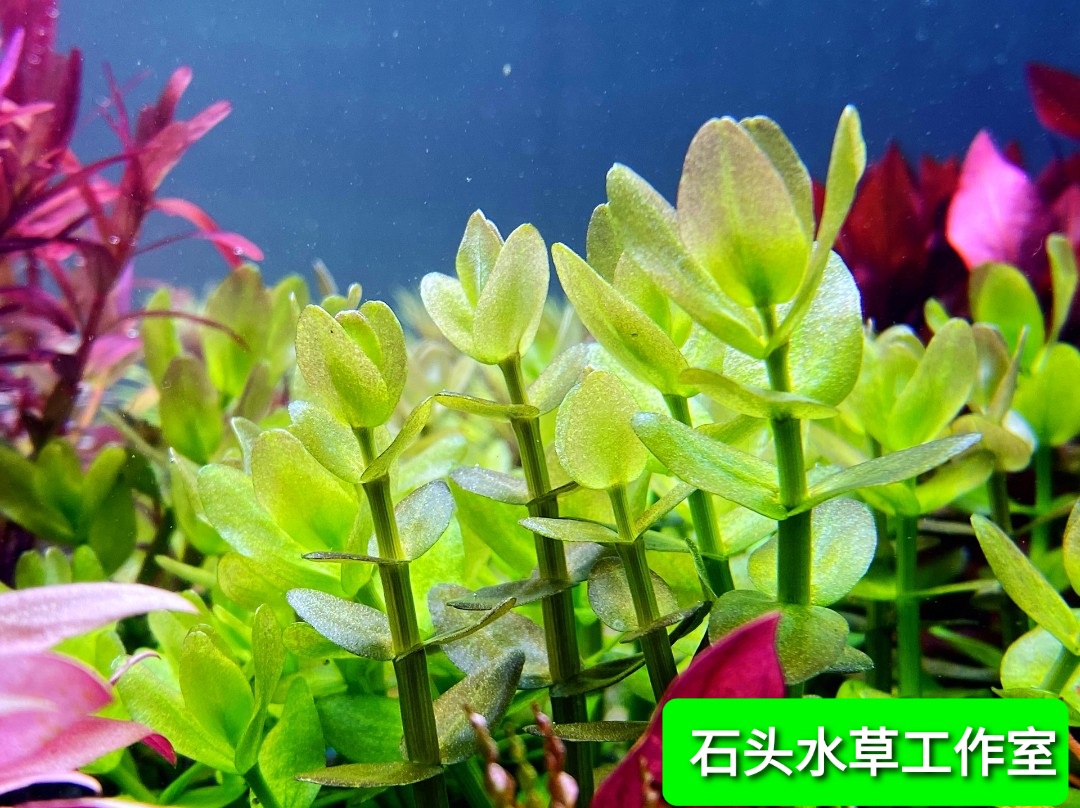 粉虎耳紫虎耳水草自养水下叶中后景水草水草造景无需二氧化碳-图1