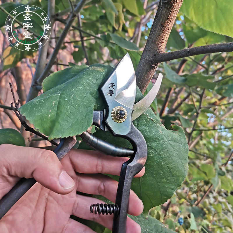 日本原装进口天寿修枝剪安来钢锻造大师专业盆景果树修枝剪定铗 搜又搜 Www Soyouso Com