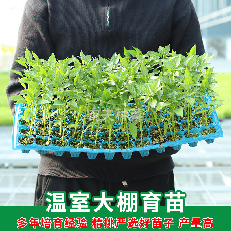 辣椒苗秧苗皱薄皮甜椒线椒树苗蔬菜苗樟树港茄子南方番茄盆栽种苗,淘宝优惠券,粉丝福利购,淘宝优惠卷