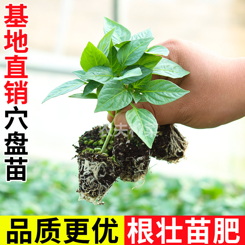 辣椒苗秧苗皱薄皮甜椒线椒树苗蔬菜苗樟树港茄子南方番茄盆栽种苗,淘宝优惠券,粉丝福利购,淘宝优惠卷