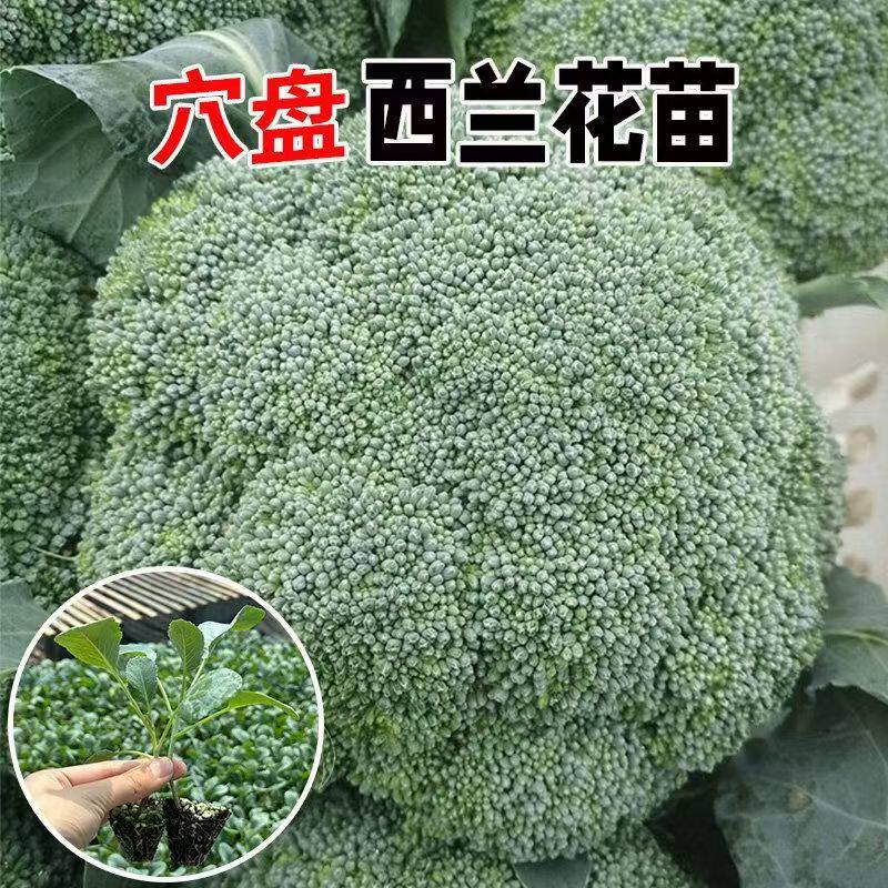 【寿光直发】西兰花苗花菜苗绿甘蓝蔬菜苗西蓝苔秧苗四季秋冬种苗,淘宝优惠券,粉丝福利购,淘宝优惠卷