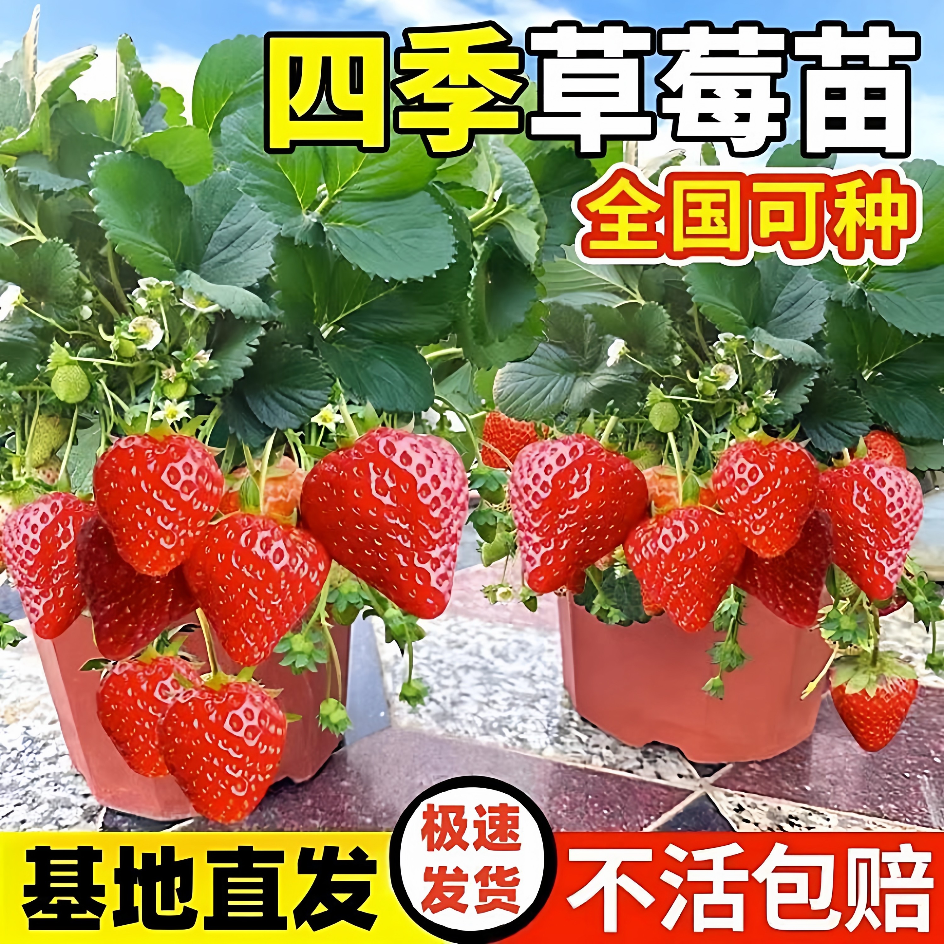 【山东直发】四季草莓苗奶油红颜草莓秧大棚种植草莓盆栽当年结果,淘宝优惠券,粉丝福利购,淘宝优惠卷
