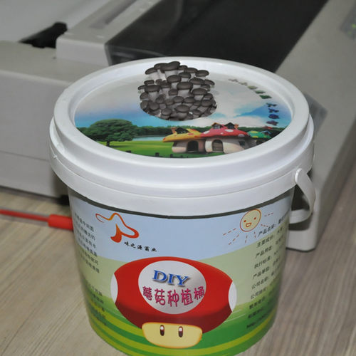 DIY种植桶食用菌盆栽菌包种蘑菇包邮平菇家庭阳台蘑菇种植菌种 - 图1