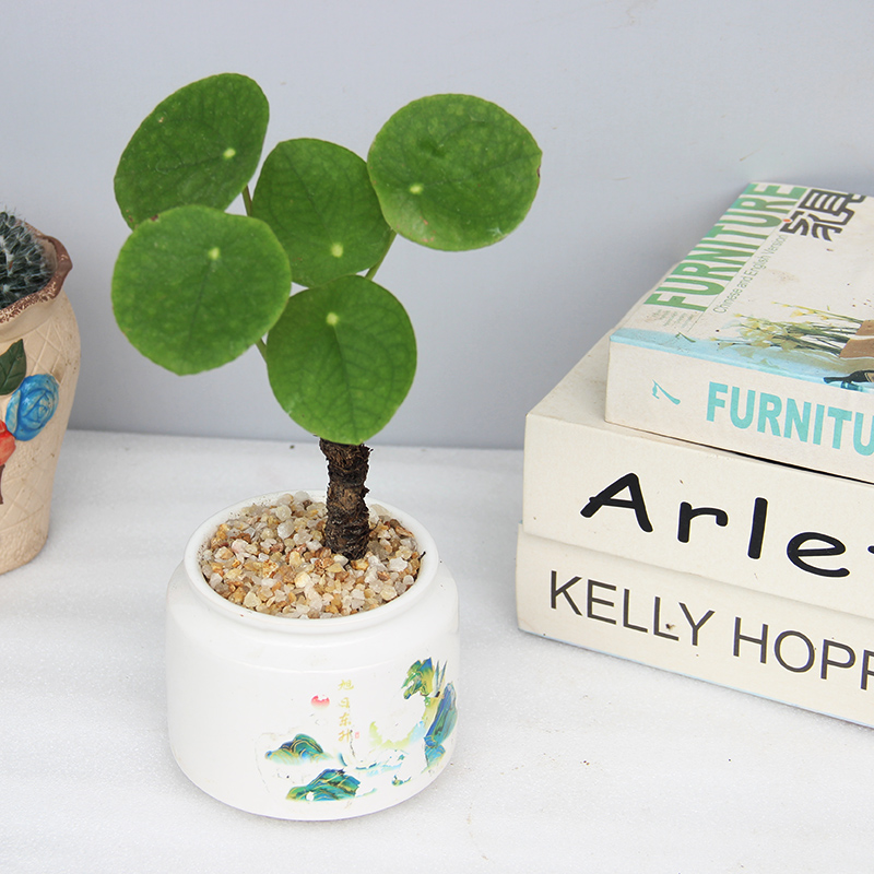 造型盆景盆栽室内办公室植物客厅桌面木本老桩耐旱好养盆栽植物花 - 图2