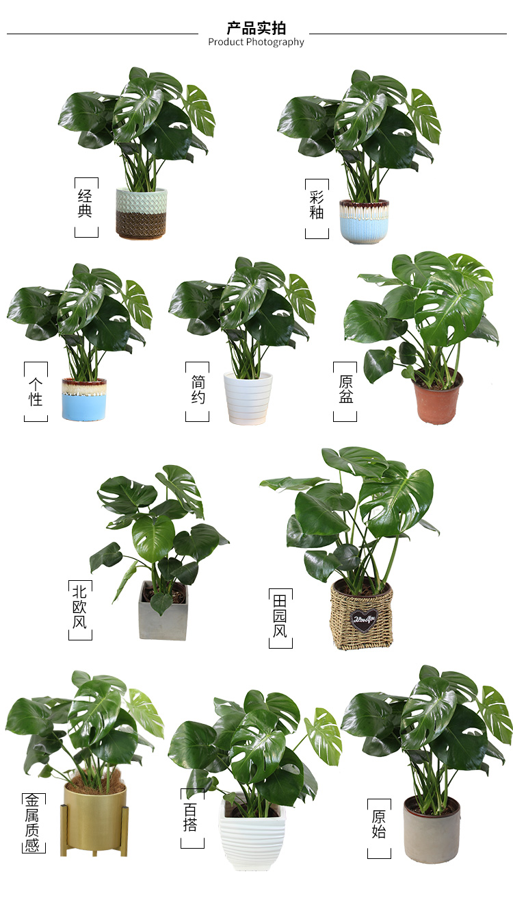 龟背竹室内盆栽绿植植物花卉吸甲醛净化空气夜间放氧卧室植物花