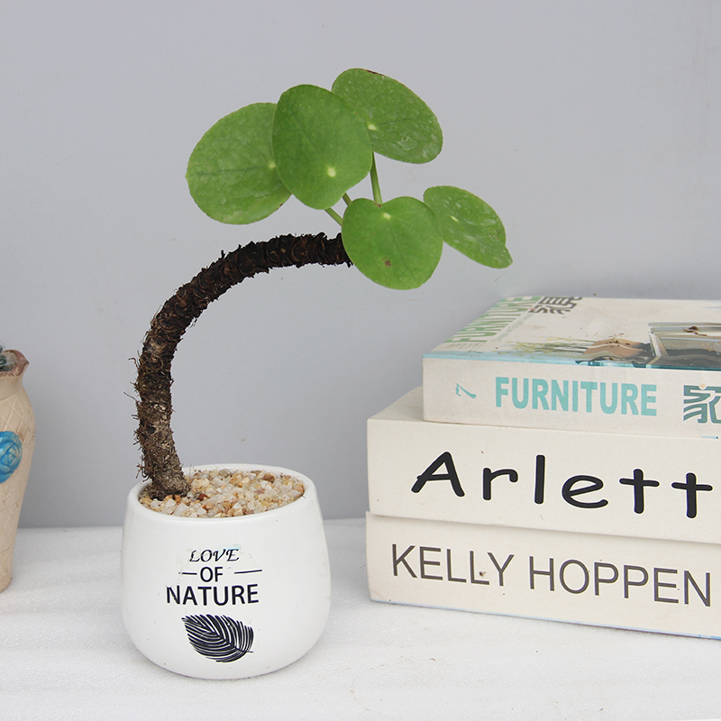 造型盆景盆栽室内办公室植物客厅桌面木本老桩耐旱好养盆栽植物花 - 图1