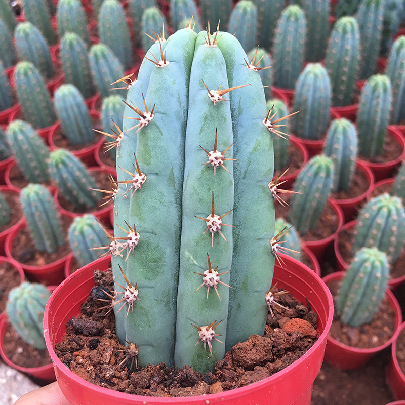 柱类仙人掌多闻柱盆栽防辐射吸收甲醛仙人球耐寒嫁接易养有根花卉