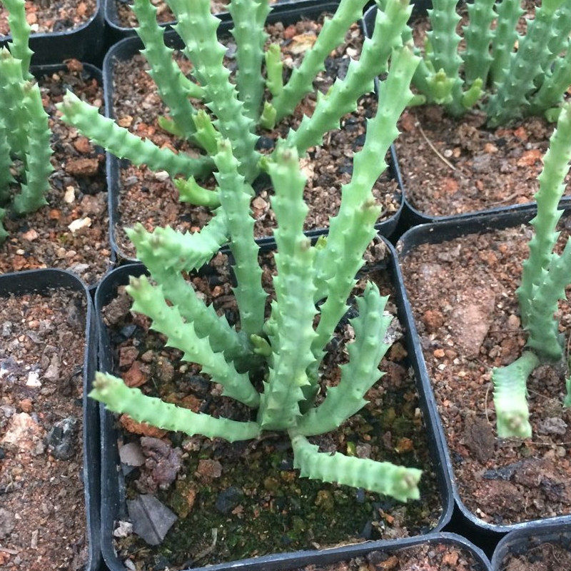 多肉植物姬龙角开花很美肉肉防辐射绿植创意礼物吸甲醛易养盆栽