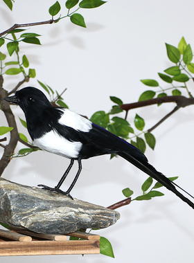 濮艺羽毛观赏自然庭院