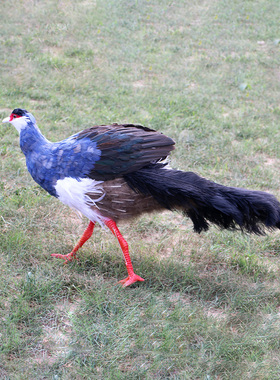 仿真羽毛小鸟蓝马鸡摆件花园布景装饰品摄影教学动物模道具家居