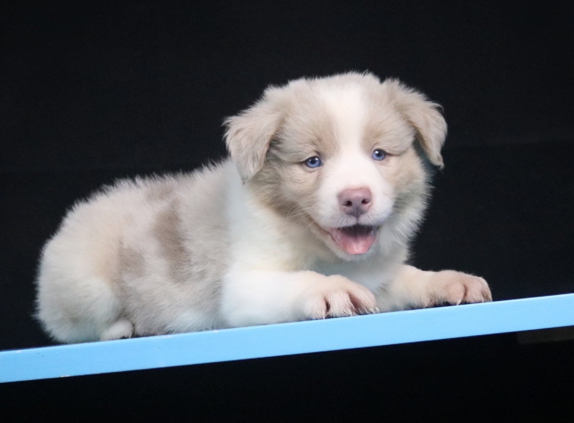 边牧幼犬纯种活体三色丁香边牧宠物狗宁波CKU双血统边境牧羊犬 - 图2