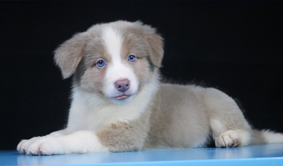 边牧幼犬纯种活体三色丁香边牧宠物狗宁波CKU双血统边境牧羊犬 - 图1