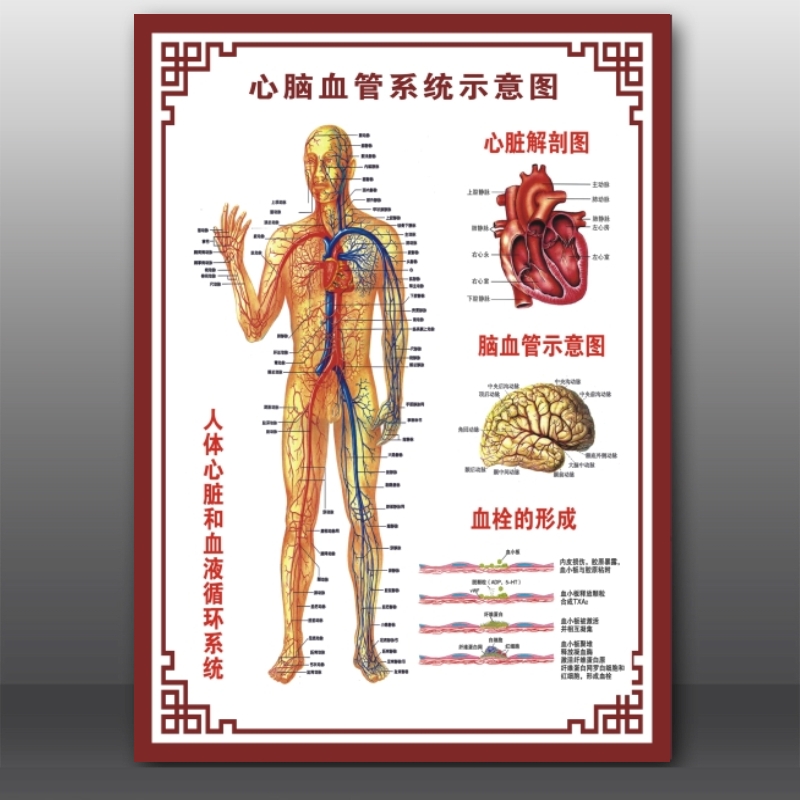 人体结构图穴位医学人体解剖图内脏器官骨骼肌肉构造全身挂图包邮 - 图2